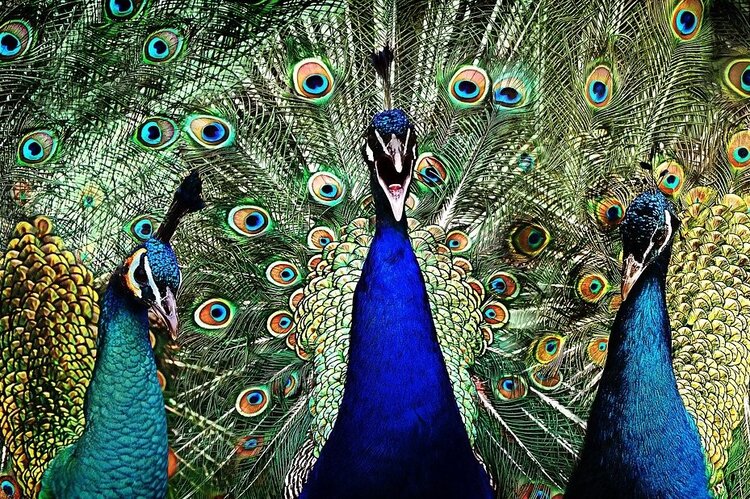 A closeup of three peacocks with their colourful feathers on full display.
